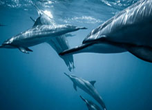 世界杯冠军次数排名-政府工作报告提出，加快重塑足球青训体系